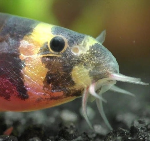 Fish
